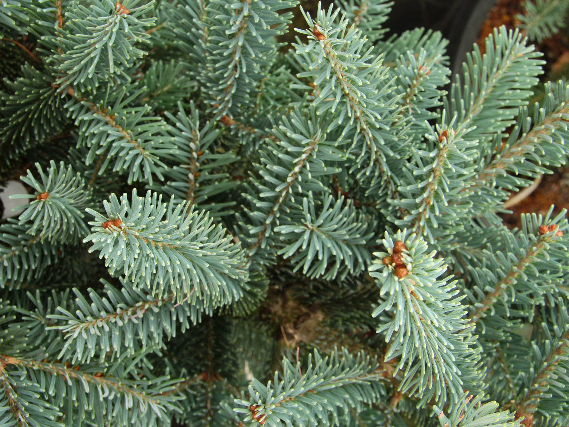 Abies koreana x lasiocarpa 
